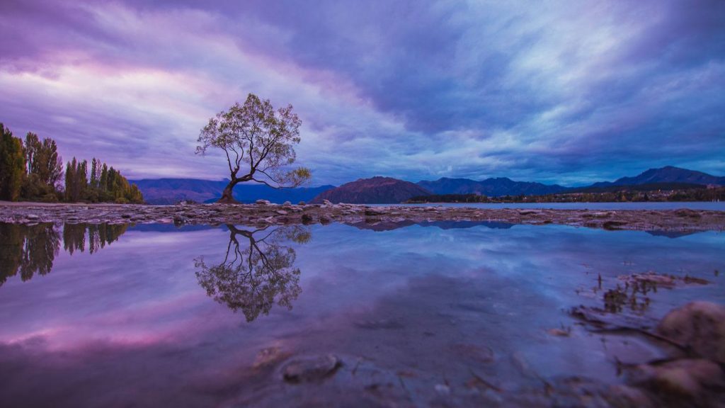 Evening mood over the Wanaka Tree, New Zealand